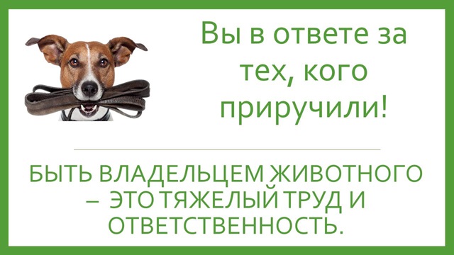 Памятка для населения по ответственному обращению с животными